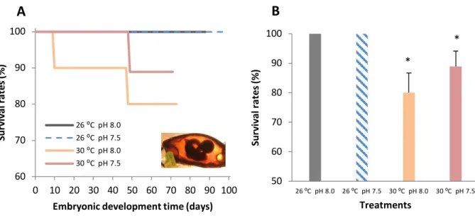 Figure  3.  Impact  of  ocean  acidification  (ΔpH  0.5)  and  warming  (+  4  °C)  on:  A)  survival  rates  during  embryonic development time (%) and B) embryos’ survival rates (%) of developing bamboo shark embryos  (Chiloscyllium punctatum)