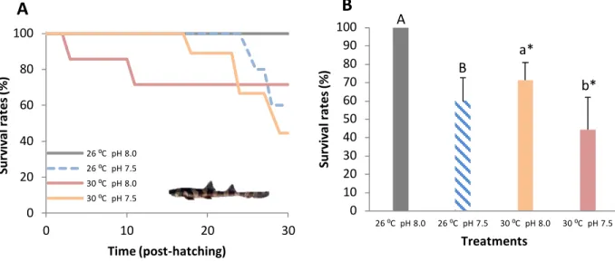 Figure 9. Impact of ocean acidification (ΔpH 0.5) and warming (+ 4 °C) on: A) survival rates during 30 days  post-hatching (%) and B) juveniles’ survival rates (%) of bamboo shark (Chiloscyllium punctatum)