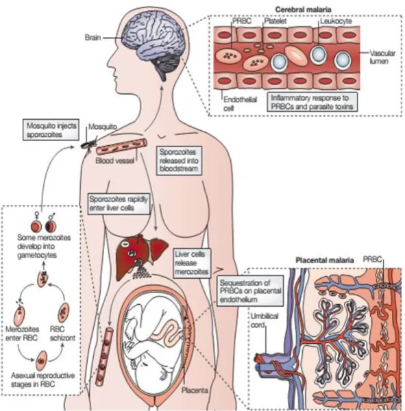 Figure  1.  Plasmodium  life  cycle  and  pathological  outcomes.  Upon  taking  a  blood  meal,  the  infected  Anopheles  injects  the  sporozoites  into  circulation  that  rapidly  travel  to  the  liver
