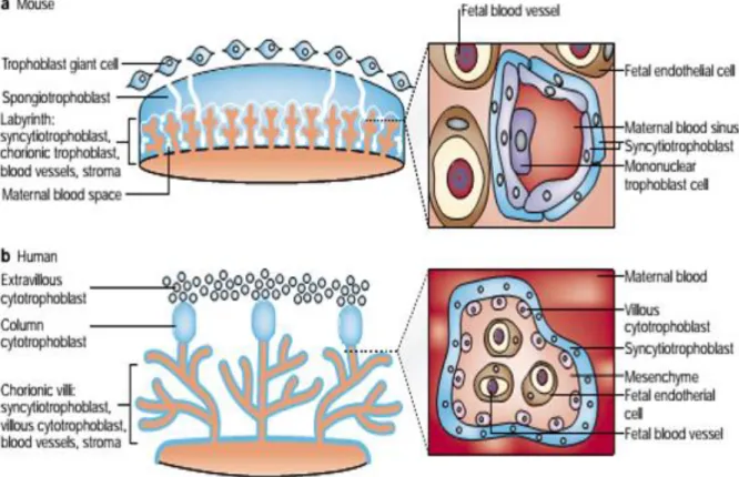 Figure  2.  Comparative  anatomy  of  the  mouse  and  human  placenta:  structural  and  cellular  comparison