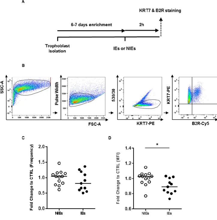 Figure  7.  Plasmodium  infection  alters  B2R  levels  of  expression  in  vitro.  A)  Experimental  design