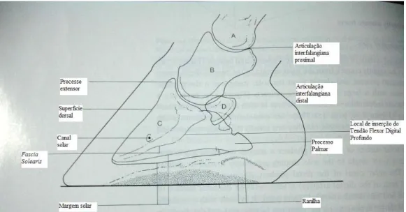 Figura 4: Diagrama da radiografia anterior. 