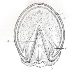 Figura 6: Vista palmar  do casco equino (Dyce et al., 2004) 