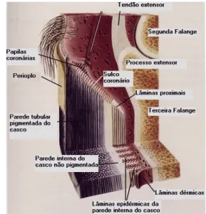 Figura 7: Anatomia interna da parede do casco. 
