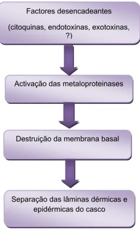Figura 12: Resumo esquemático da teoria de destruição da membrana basal por enzimas  activadas