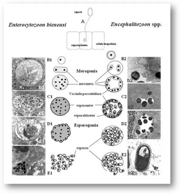 Figura  5.   Representação  esquemática  do  ciclo  de  vida  de  dois  géneros  de  microsporidia  patogénicos para o Homem, um que se desenvolve em contacto directo com o citoplasma da  célula  hospedeira  ( E