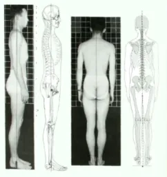Figura 6 - alinhamento postural, adaptado de Kendall (1995) 