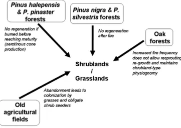 Fig. 3. Possible (feedback) mechanisms through which increasing ﬁre recurrence may occur in Mediterranean landscapes