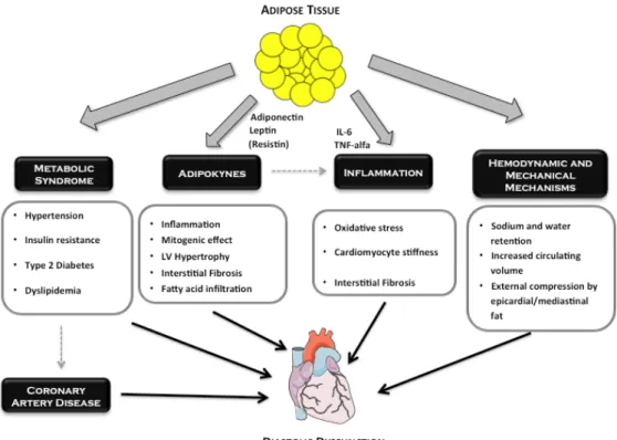 Figure 4.  Potential (direct and indirect) pathophysiological mechanisms involved in the association  between increased adiposity and diastolic dysfunction.