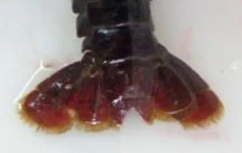 Figura 5- Fotografia represesentativa das marcações efectuadas nos urópodes dos lagostins