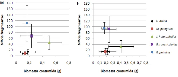 Figura  15-  Comparação  entre  a  biomassa  média  consumida  (g)  e  o  número  médio  de  fragmentos  produzidos  por  machos  (M)  e  por  fêmeas  (F)  nos  testes  da  fase  2