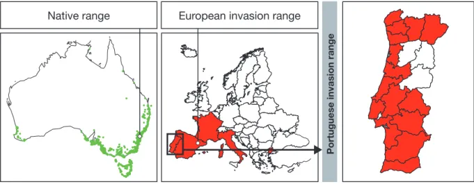 Figure 1.1 A. longifolia native and invasive range.