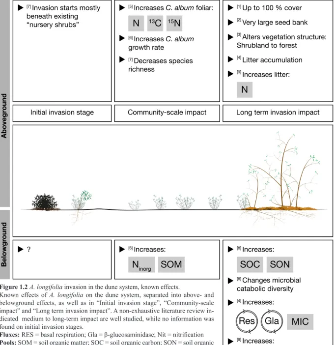Figure 1.2 A. longifolia invasion in the dune system, known effects.