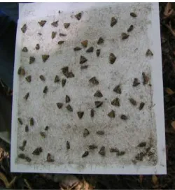 Fig. 13 - Machos de  Cydia splen-  dana  capturados num fundo pe-  gajoso de uma armadilha  Delta 