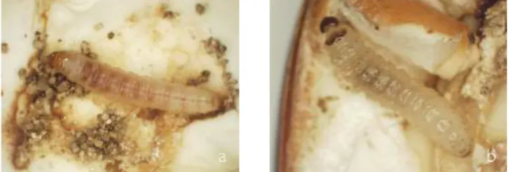 Fig. 3 - Casulo formado por uma  larva  de  Cydia  splendana.  (a)  Aspecto externo do casulo