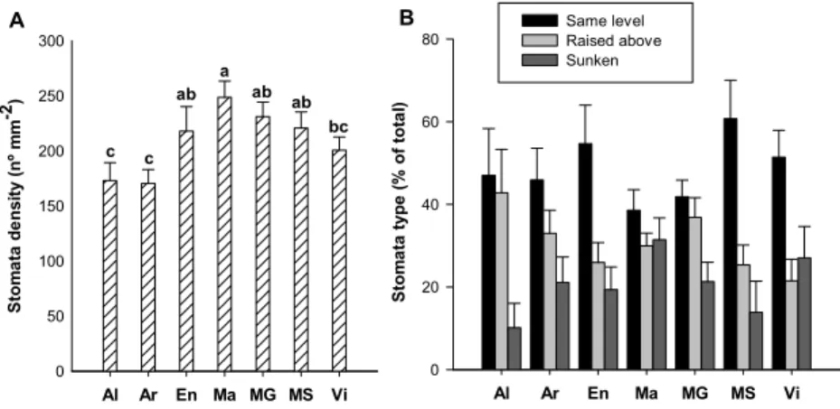 Figure 3. A - Stomata density (nº mm -2 ) and B - stomata type (% of total) for the seven white cultivars of Vitis vinifera L