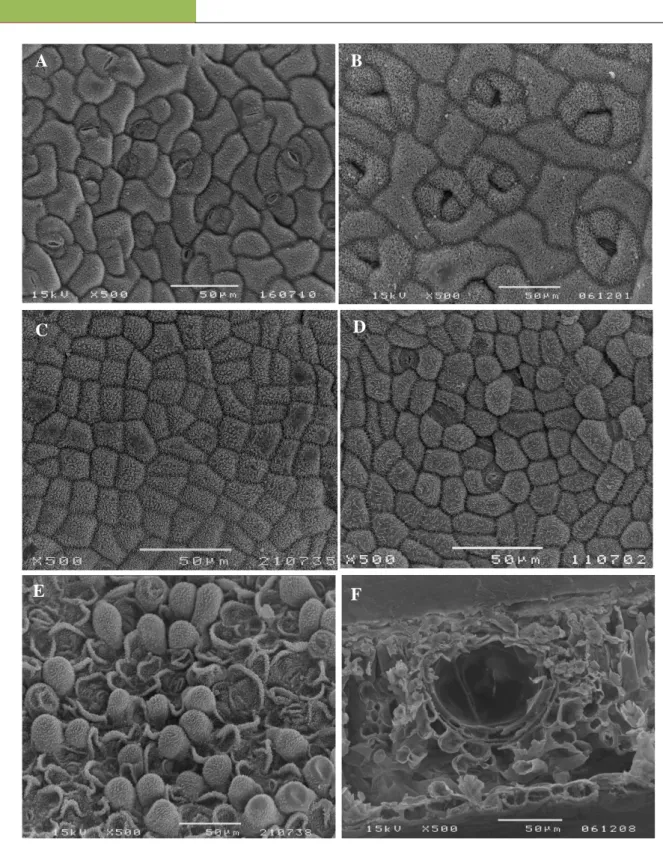 Figure  1.  SEM  micrographs  of  foliar  epidermal  surfaces:  A  -  H.  androsaemum  abaxial  epidermal  cells,  anomocytic  and  anisocytic  stomata;  B  -  H
