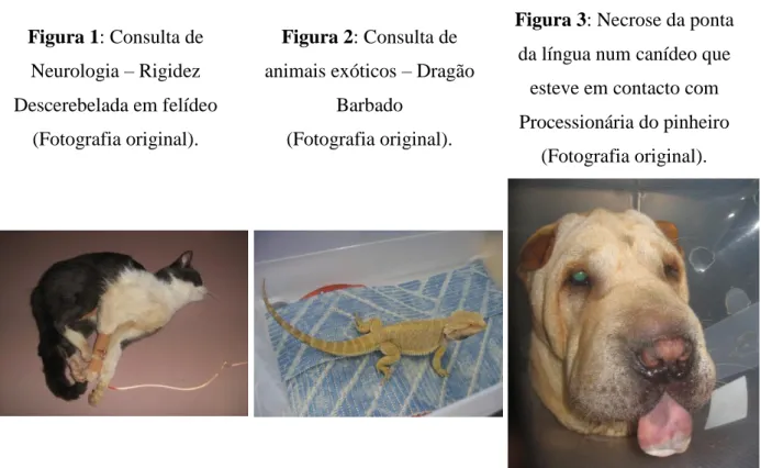 Figura 3: Necrose da ponta  da língua num canídeo que 