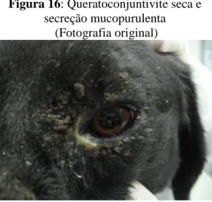 Figura 16: Queratoconjuntivite seca e  secreção mucopurulenta 