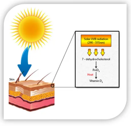 Figura 1 - Síntese cutânea da vitamina D. Adaptado de [8] e [17] 