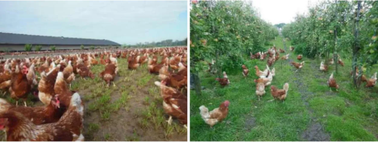 Figure  1:  Examples  of  free-range  areas  with  <5%  tree  cover  (left)  and  with  90%  tree  cover  (right)