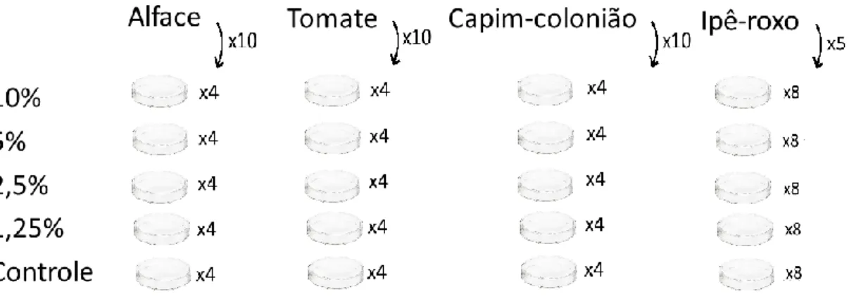 Figura  4.  Desenho  experimental  do  bioensaio  de  germinação.  Alface,  tomate,  capim-colonião  e  ipê-roxo  foram as espécies alvo escolhidas