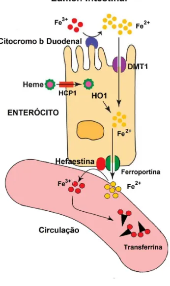 Figura 3. Absorção do ferro hemico e não-hêmico. O ferro não-hêmico ou inorgânico advindo da dieta  na forma férrica (Fe 3+ ) é convertido a sua forma ferrosa (Fe 2+ ) pela citocromo b duodenal presente na  membrana  apical  do  enterócito