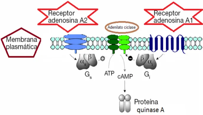 Figura 2 – Esquema da regulação dos receptores adenosinérgicos A 2A  acoplados a proteína G s , estimulando  a  enzima  adenilato  ciclase  na  produção  de AMPc  e  ativação  da  proteína  quinase A