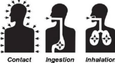 Figure 2. Routs of pesticides entry in the human organism [13]. 