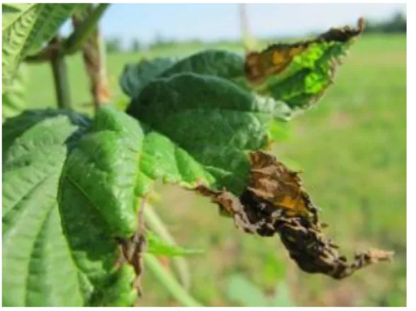 Figure 4. Damage leaf by potato leafhopper [28]. 