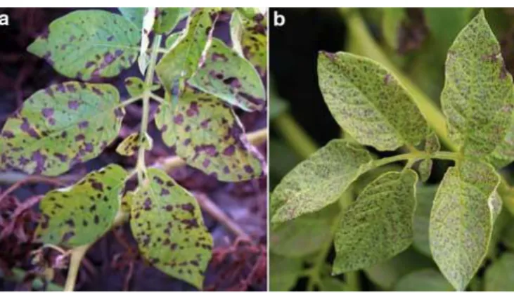 Figure 8. Affected leaves. a) symptoms of early blight on potato leaves; b) symptoms of brown leaf spot on  potato leaves [46]