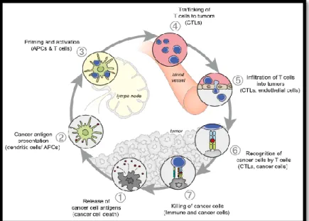 Figura 2: Ciclo de imunidade tumoral  11 