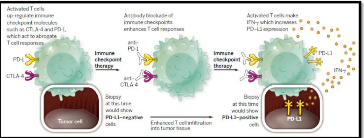 Figura  6:  Mecanismo  de  bloqueio  dos  checkpoints  imunitários  para  estimular  a  resposta dos linfócitos T  30 
