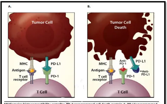 Figura 7: Mecanismo de ação dos inibidores do PD-1 e do PD-L1  26 