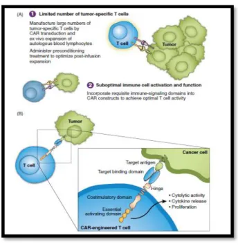 Figura 11: Obstáculos na imunidade anti-tumoral contra malignidades dos linfócitos  B e o papel da construção de CAR como solução desses problemas (A); Representação  esquemática de um CAR (B)  55 