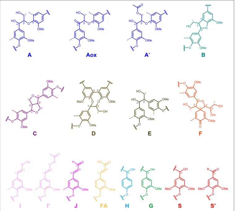 FIGURE 5 | Main structures present in the lignins from Q. suber cork, phloem and xylem: A, β-O-4 ′ alkyl-aryl ethers; A ox , α-oxidized β–O–4 ′ aryl ethers;