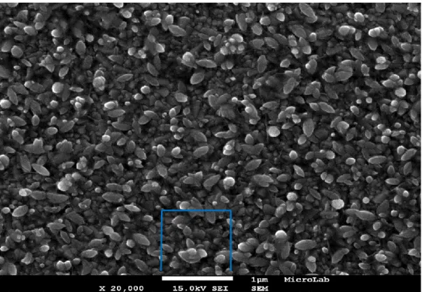 Figura 12 - Imagem de microscopia eletrónica de varrimento de uma seed-layer depositada durante  30 s ao potencial de -1,3 V.