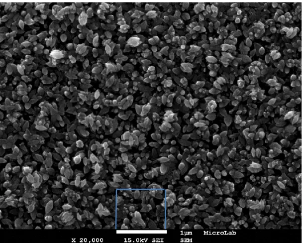 Figura 13 - Imagem de microscopia eletrónica de varrimento de uma seed-layer depositada durante  30 s a um potencial -1,4V.