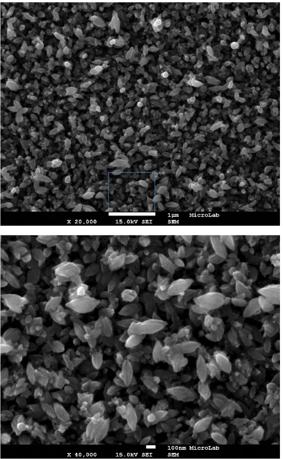 Figura 14 - Imagem de microscopia eletrónica de varrimento de uma seed-layer depositada durante  30 s a um potencial de -1,5 V