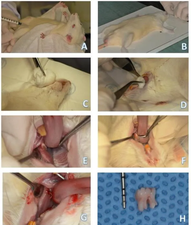 Figura  1  -  Procedimento  cirúrgico.  (A)  Anestesia.  (B)  Fixação  do  animal  a  mesa  cirúrgica