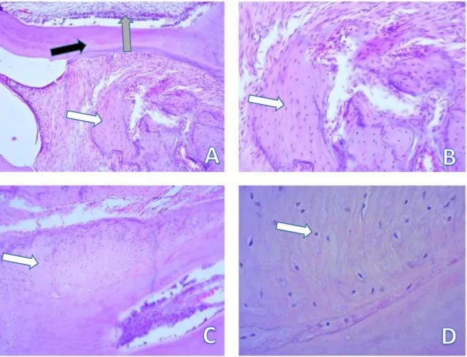 Figura 6- Grupo ZST sem extração dentária. (A) Integridade dos tecidos, ósseo (seta branca), dentário  (seta preta) e polpa vital (seta cinza)