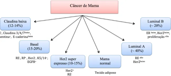 Figura 2.  Classificação dos subtipos moleculares do Câncer de mama. RE, receptor de estrogênio; 