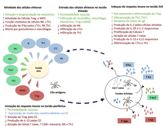 Figura  4.  Regulação  da  resposta  imune  pela  Prostaglandina  E 2 .  Azul  indica  relevante  para  imunidade  contra  patógenos  intracelular  e  câncer;  verde  indica  relevante  para  imunidade  contra  patógenos extracelular; vermelho indica relev