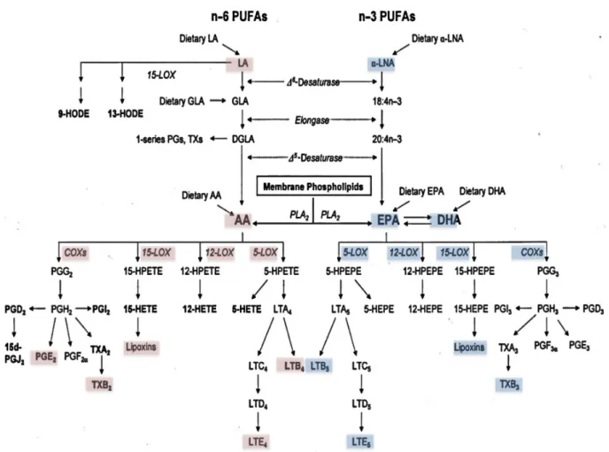Figura  6.  Conversão  enzimática  dos  ácidos  graxos  n-3  e  n-6  em  eicosanóides  envolvidos  na  inflamação e carcinogênese