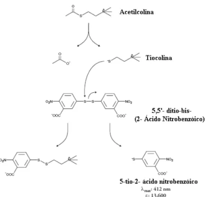 Figura 9. Reação catalizada pela acetilcolinesterase 