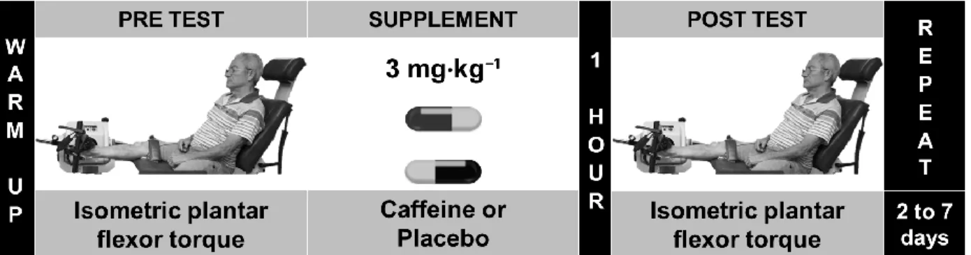 Figure  1.  Overview  of  the  supplementation  protocol.  The  protocol  was  repeated  after  two to seven days using caffeine or placebo in a double-blind model