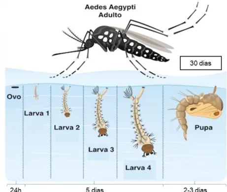 Figura 1. Ciclo de vida de mosquitos de espécie Ae. aegypti. 