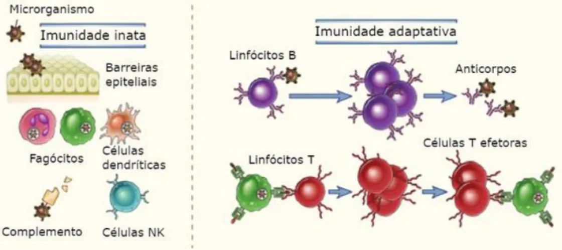 Fig. 6: Tipos de resposta imunitária  (10)