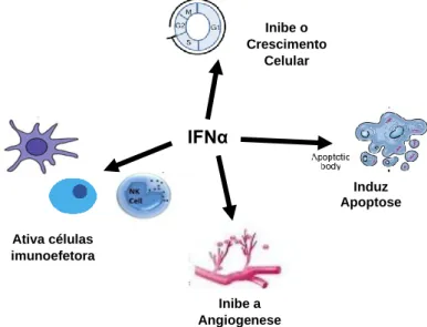 Fig. 7: IFN-α2 Funções 