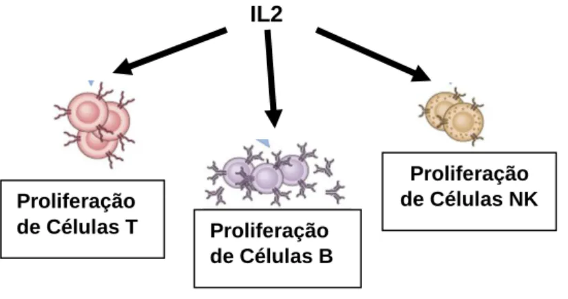Fig. 8: IL-2 Funções 